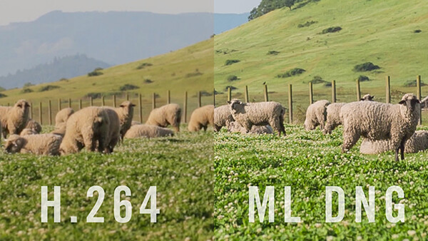 Magic Lantern RAW Video Workflow Tutorial