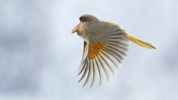 Hilarious New Animal Species Created in Photoshop