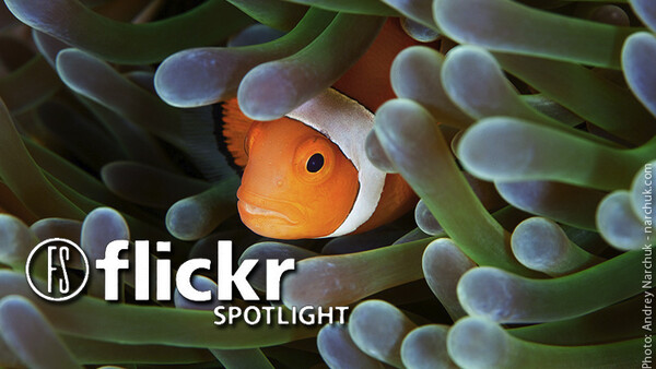 Photographers Who Found Nemo And Photographed It