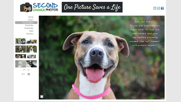 Beautiful Examples And Tips On How To Photograph Animals For The Purpose Of Adoption