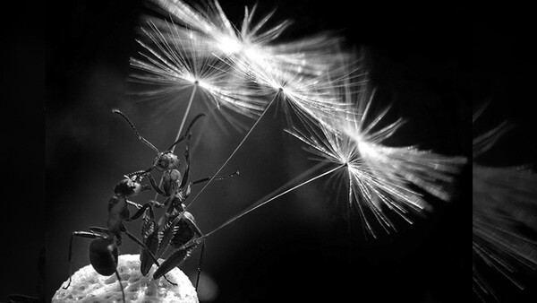 Winners of the Sigma Photo Contest!
