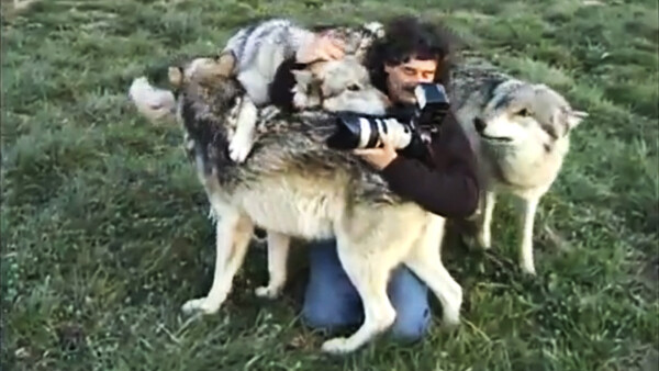 Wildlife Photographer Charms a Wolf Pack 