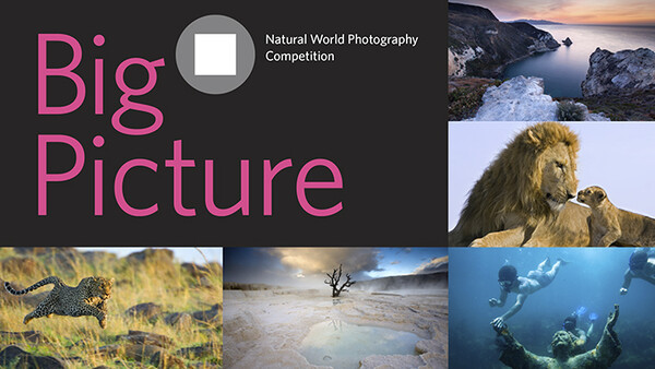 Enter Your Wildlife Images in "Big Picture: Natural World Photography Competition"