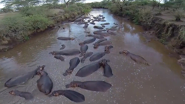A Beautiful Aerial View Of The Serengeti Taken With A Remote-Controlled Drone