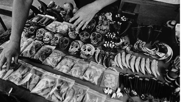 Patrick Brown's "Trading to Extinction" Project