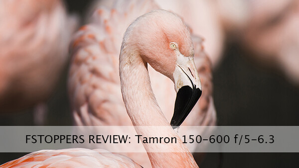 Field Testing Tamron's 150-600mm f/5.0-6.3 Proves a Positive Experience