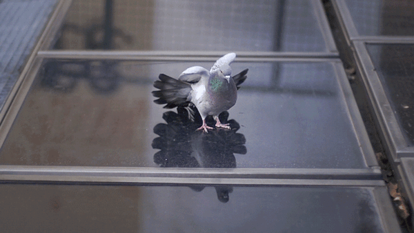 The Animated GIF as an Art Form