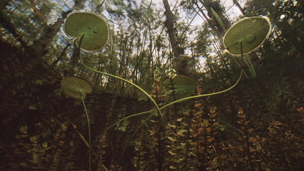 "Springs and Swamps" Series Explores Florida's Beautiful, Endangered Natural Waters