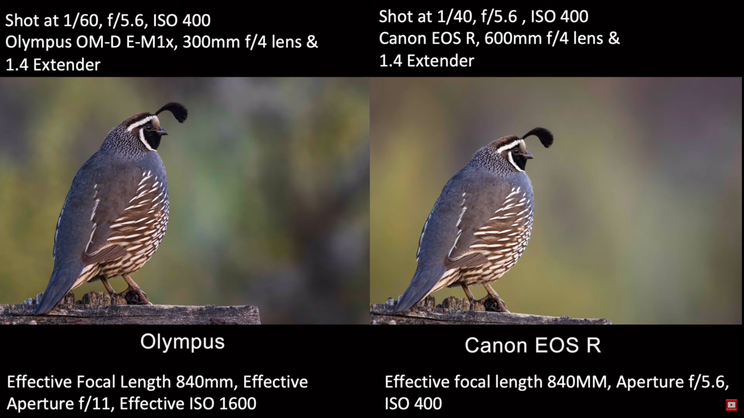 olympus wildlife lens
