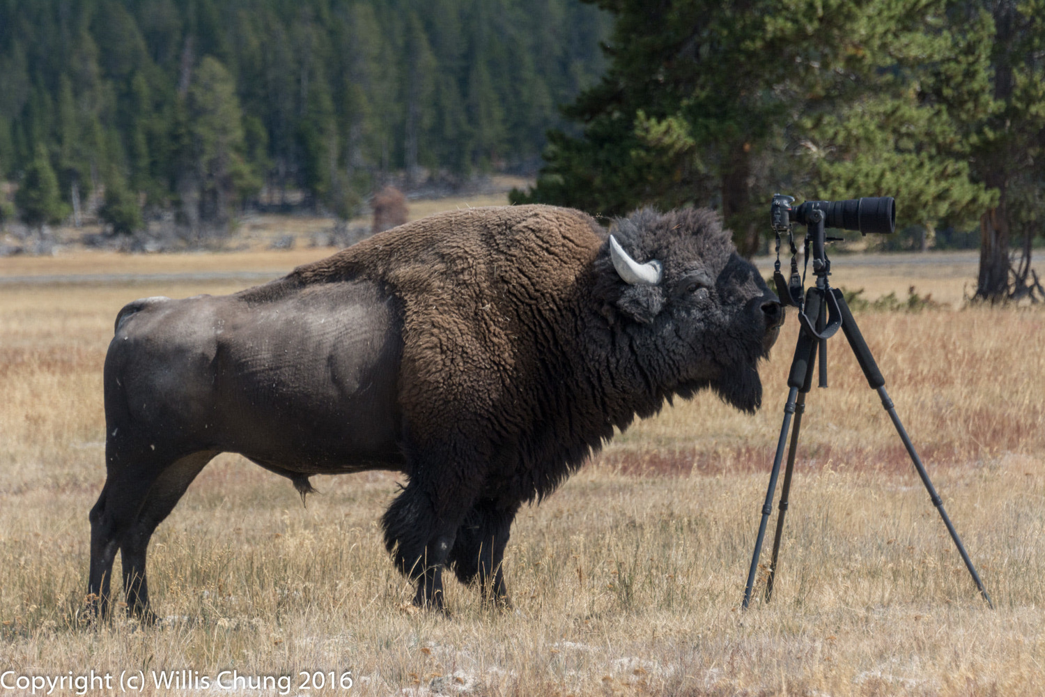 Wildlife Photography Turns Scary When Bison Charges at