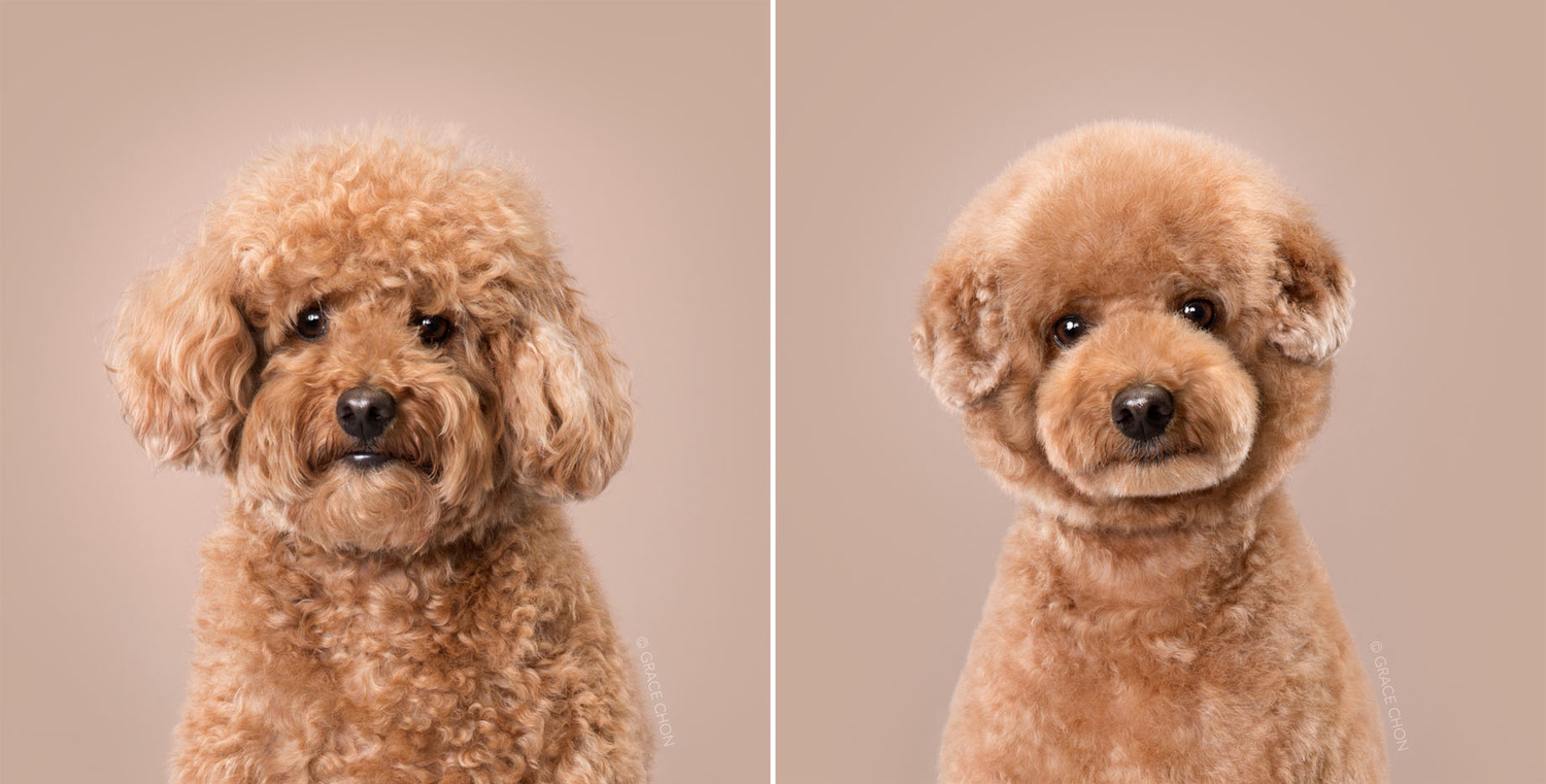 Photo Series Shows Before and After Dogs Receive Japanese 