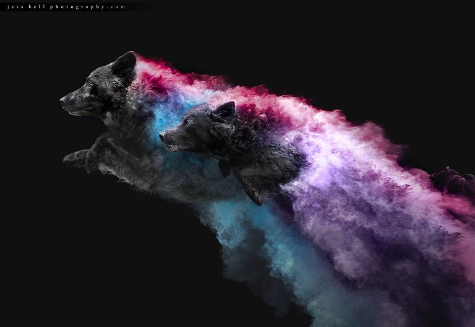 Why Coloured Powder Shouldn't Be Used in Pet Photography