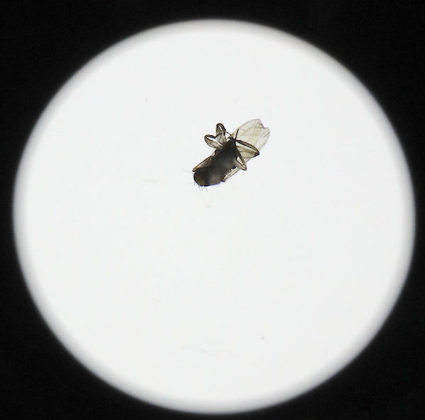 An Unlikely Intruder The Fly Inside a Professional Canon Lens Fstoppers