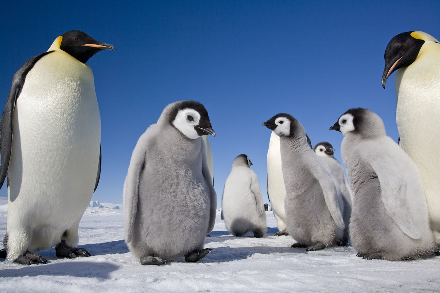 The Photographer Who s Spent A Decade Documenting Emperor Penguins In The Photographer Who s Spent A Decade Documenting Emperor Penguins In
