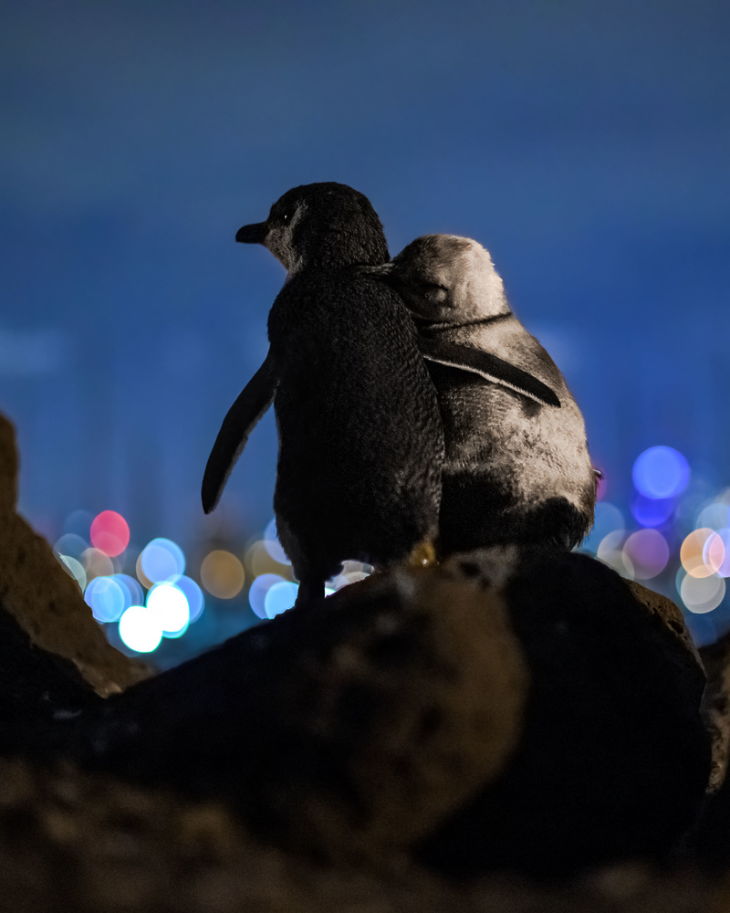 These two cuties are baby little blue penguins that I photographed