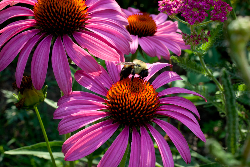 View Bee on Flowers by Landon Mathers