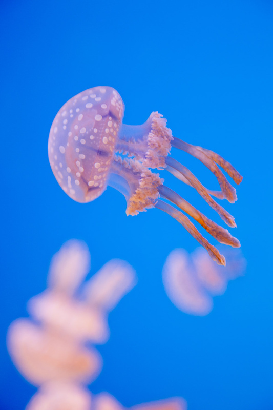View Jelly Fish by Landon Mathers