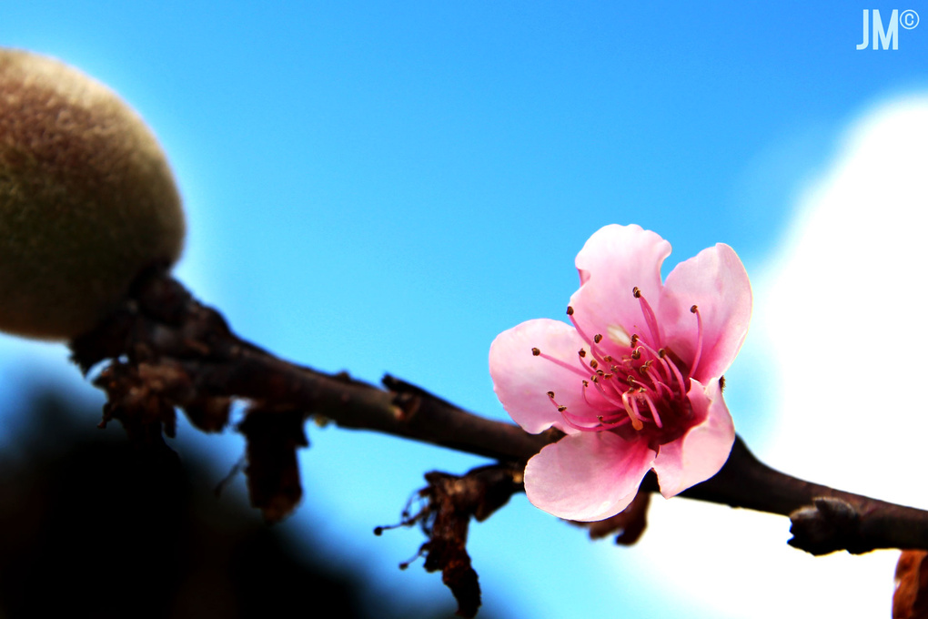 View Peach flower by Julio Cesar