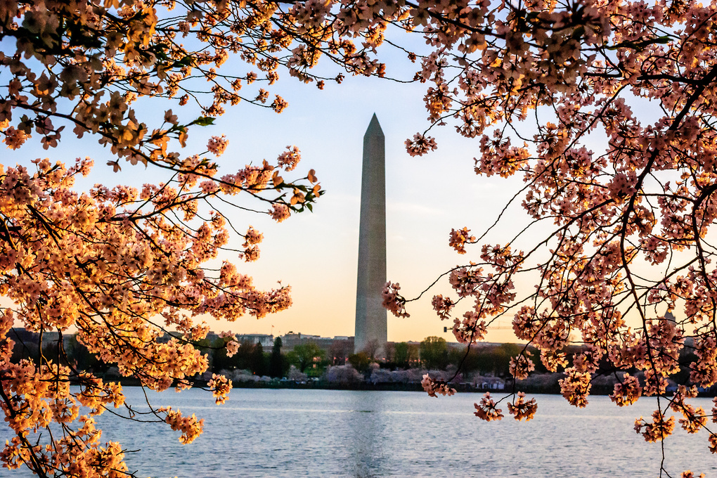View Cherry Blossom Sunrise by Travis Manning