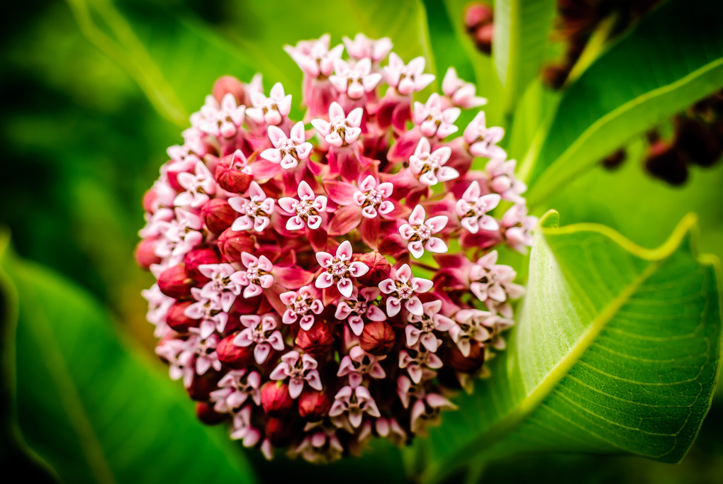View Flower by Travis Manning