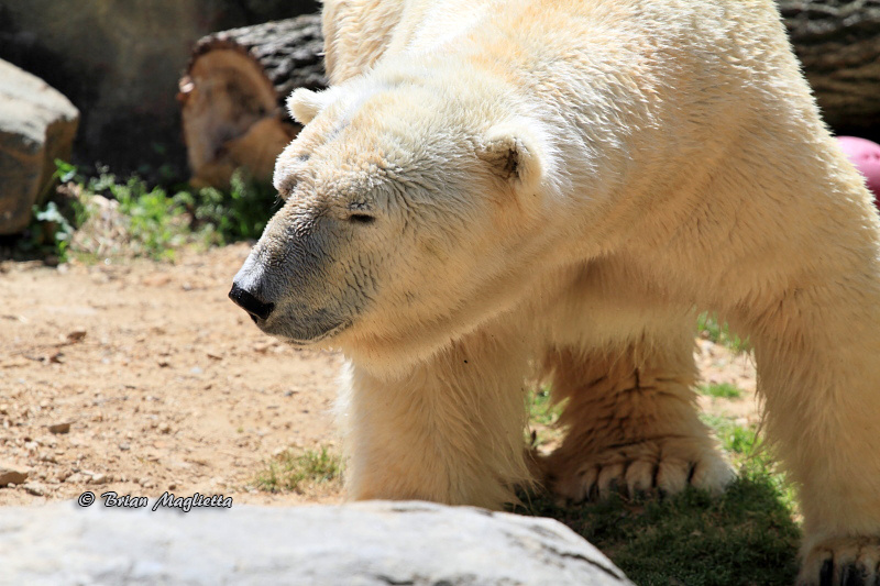 View PolarBearPaws by Brian Maglietta