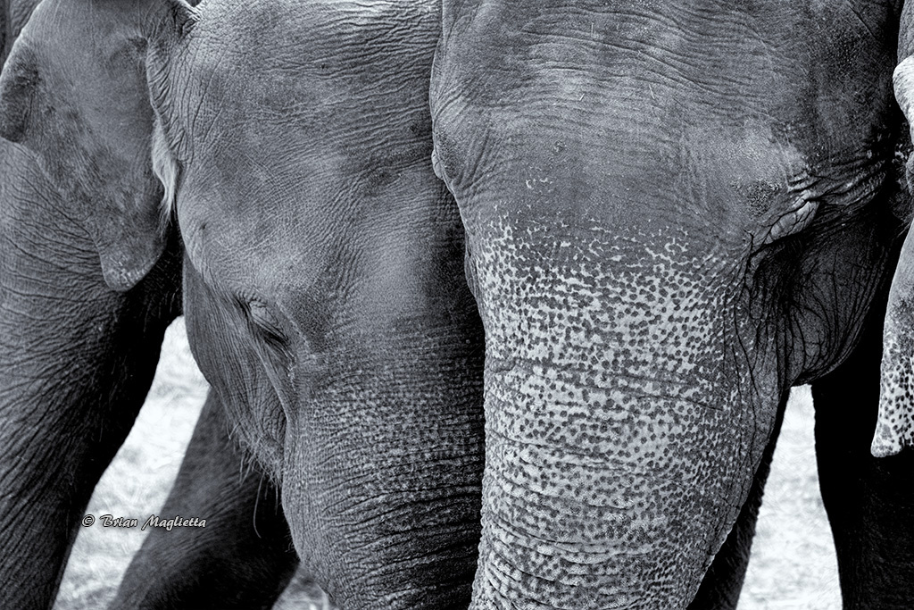 View Elephants by Brian Maglietta