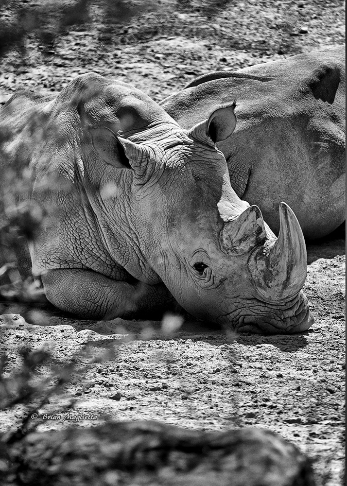 View Rhino by Brian Maglietta