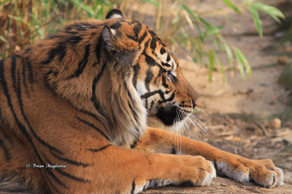 View Tiger by Brian Maglietta