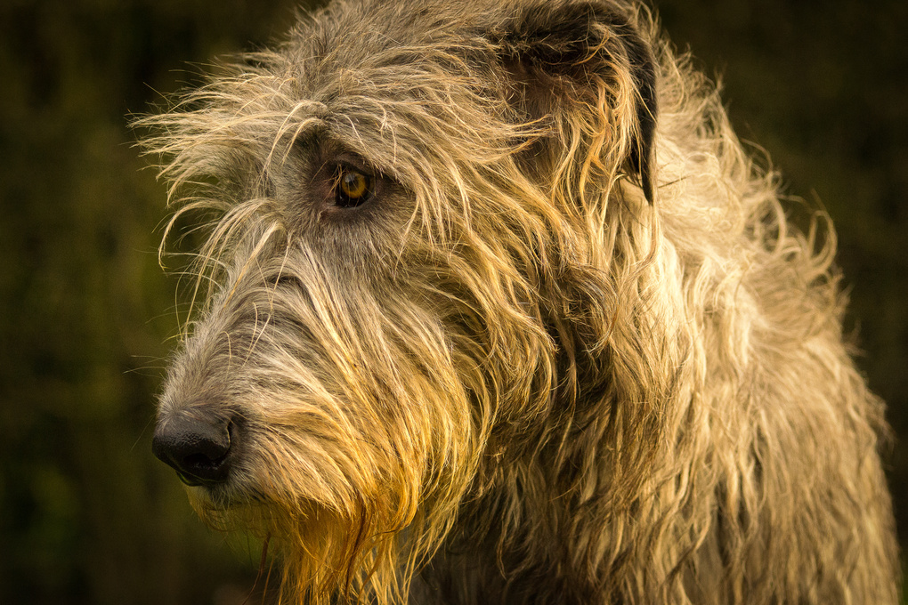 View Irish wolfhound Kate of beltine by Vincent Thijs