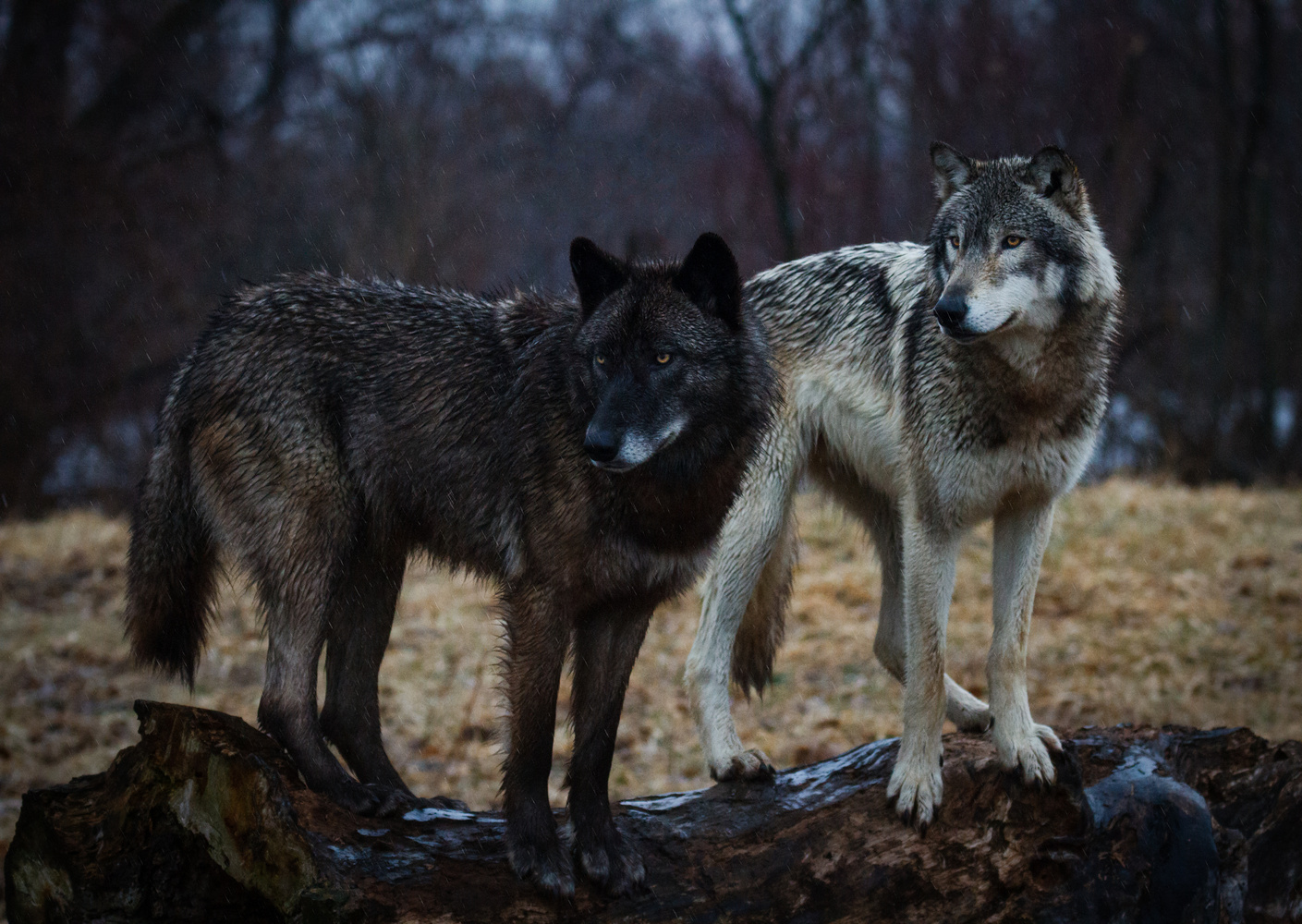 Wolves on a Log - Troy Marcy on Fstoppers