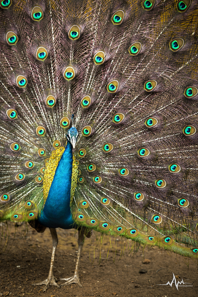 View Elegance!! by Avi nash