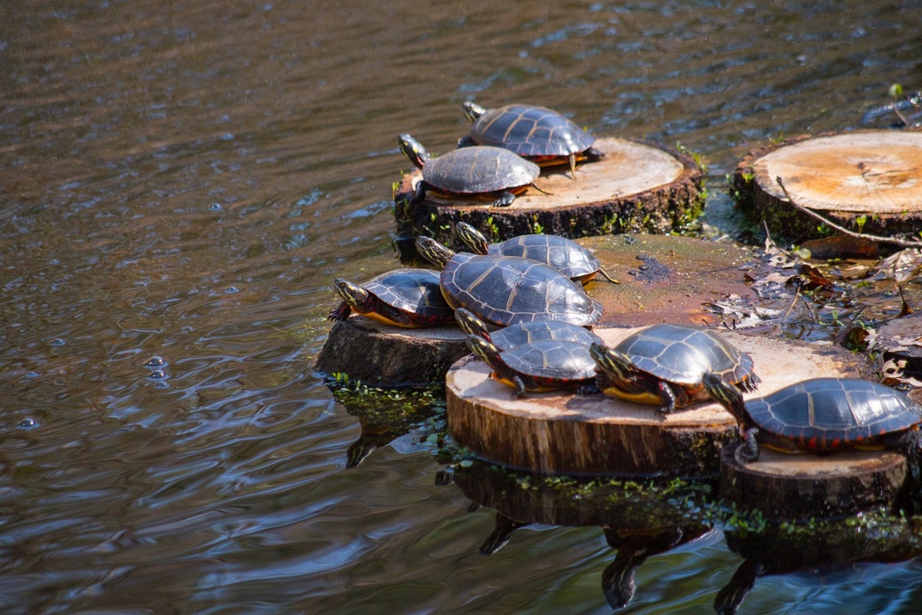 View Turtles in the Sun by Keith Garrant