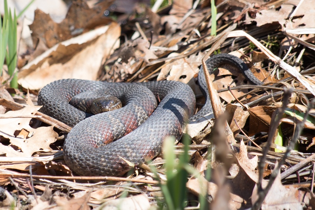 View Northern Watersnake by Keith Garrant