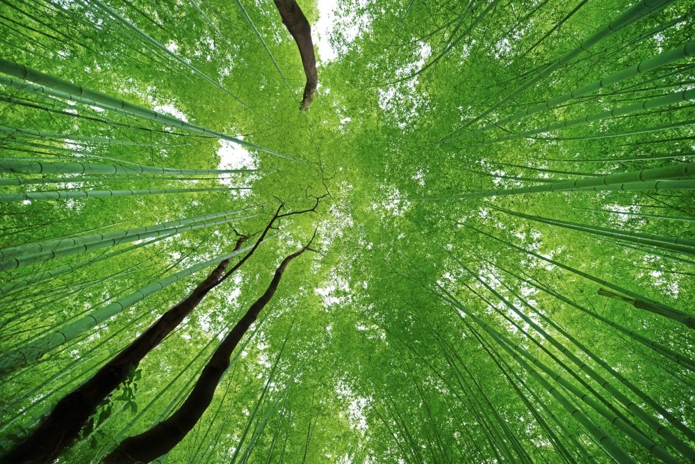 View Bamboo Forest by Lisa Michele Burns
