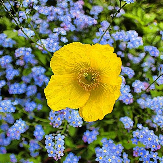 View Summer Flowers by Brad Temple