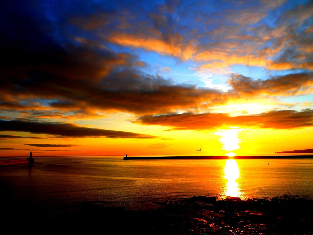 View Sunrise & Seagull by Brad Temple