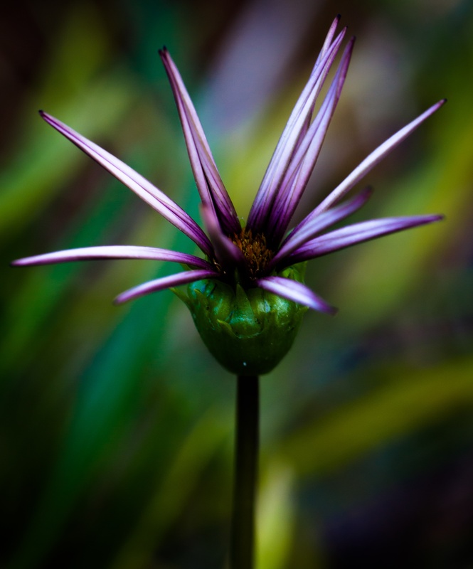 View Purple star by Sean Harsant