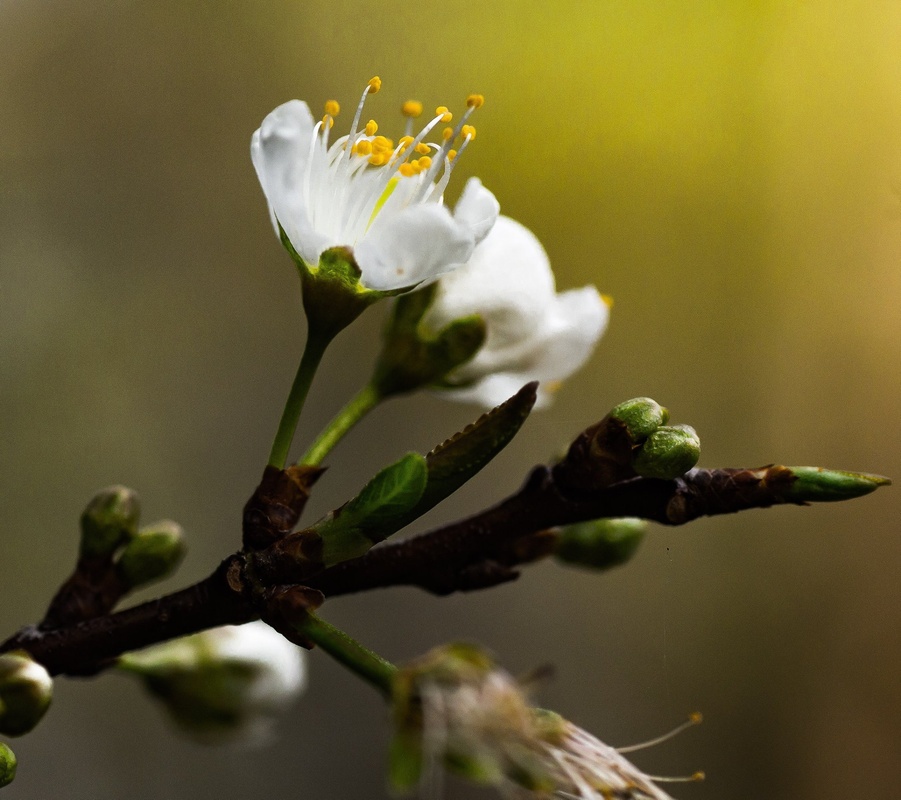 View Morning blossom by Sean Harsant