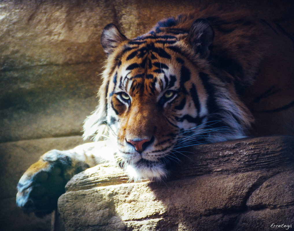 View Tiger by Jonathan Mille