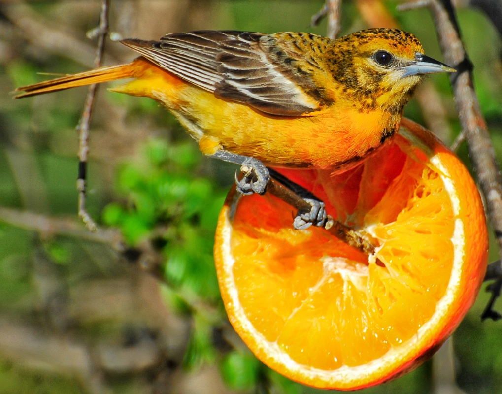 Oranges for Orioles Binky Bass on Fstoppers
