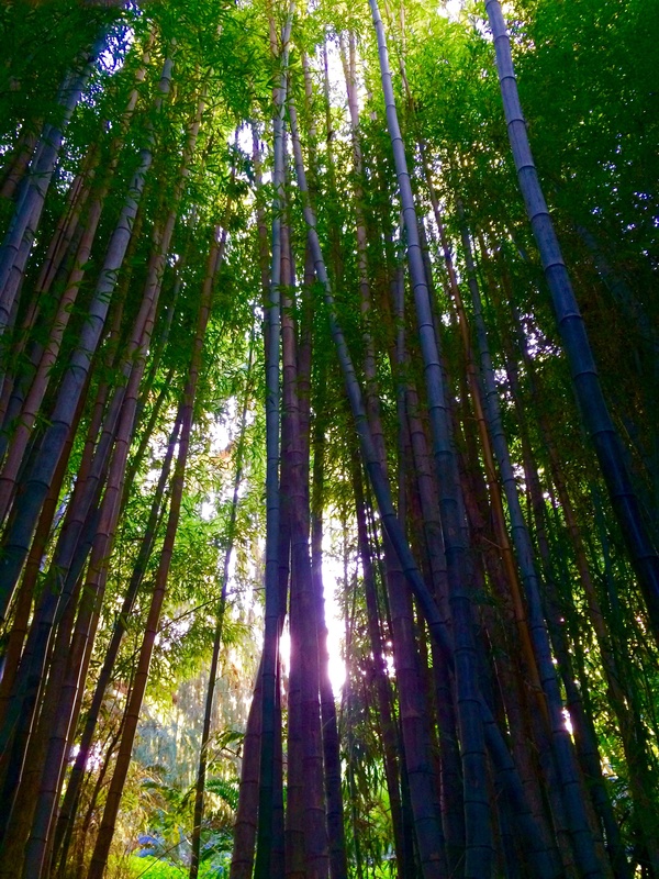 View Bamboo Grove by Amanda Goheen