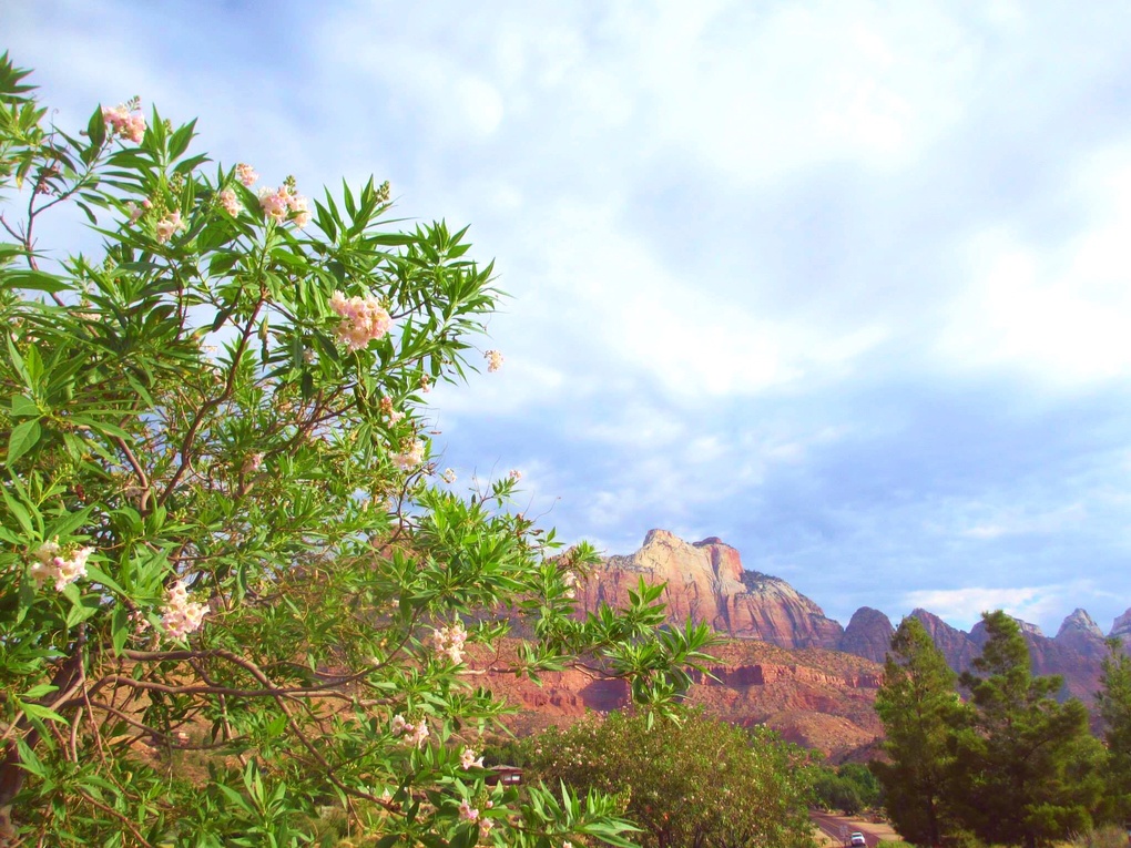 View Zion by Amanda Goheen