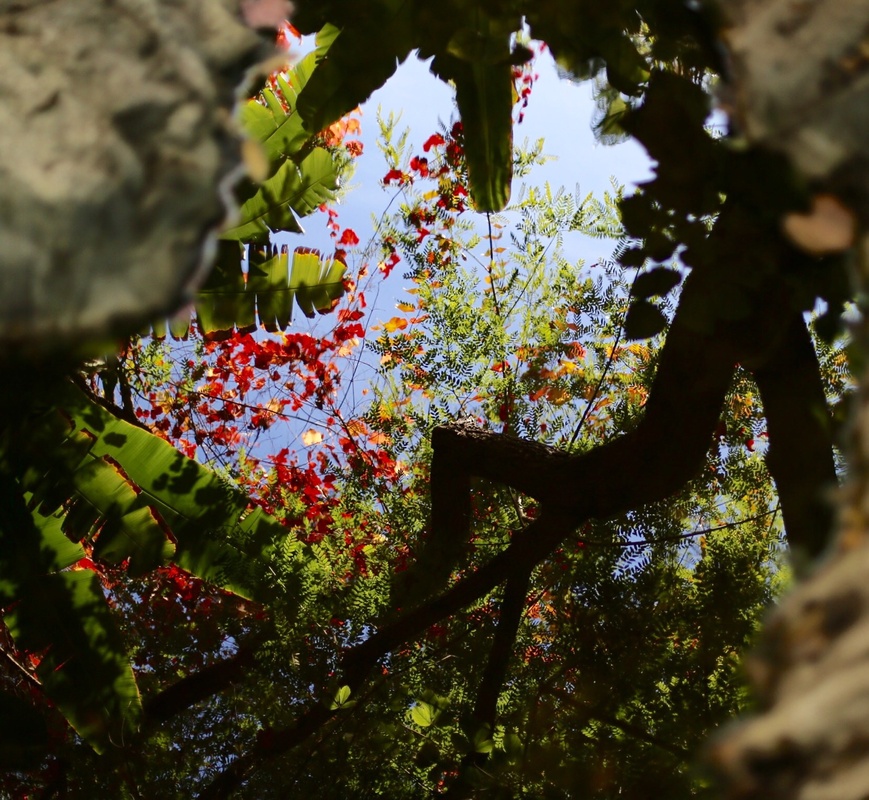 View Reflections at The Arboretum by Amanda Goheen
