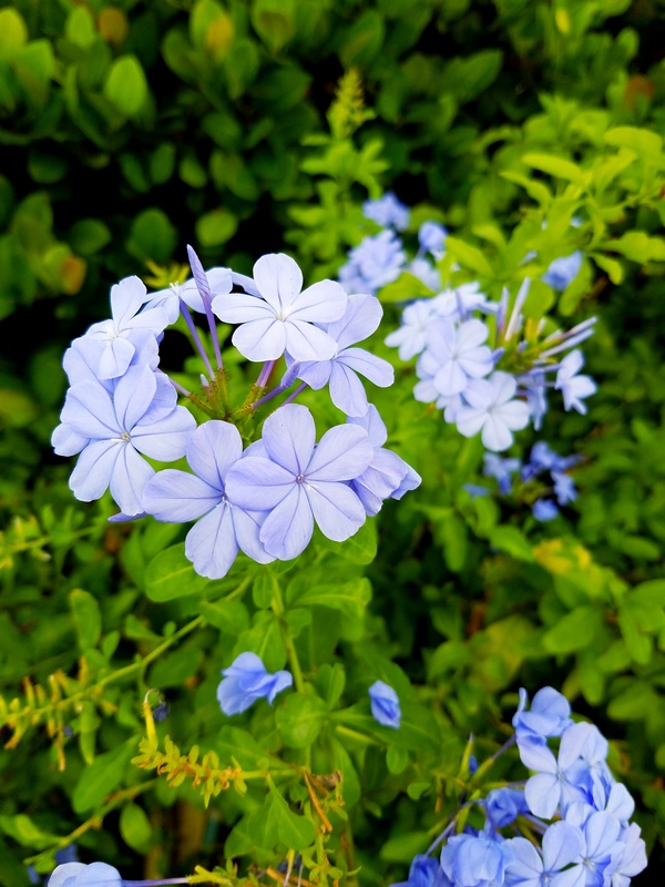 View Flowers Bloom by Aleksandar Petrovic