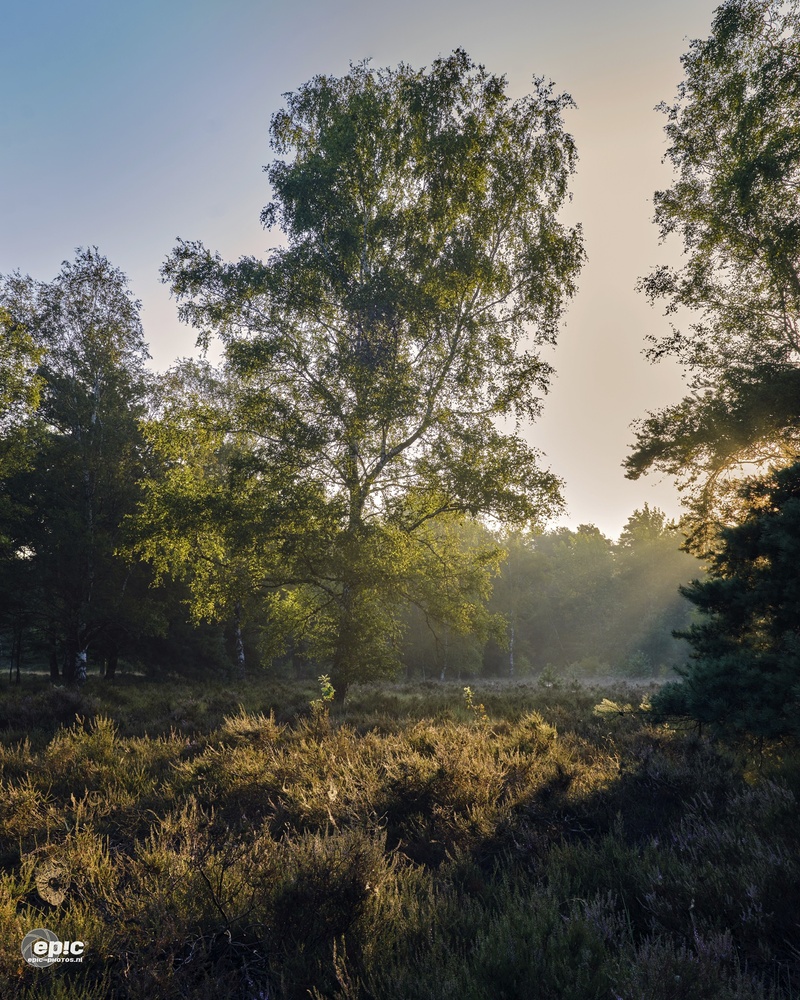View Untitled 4 by Erick Van Rijswick