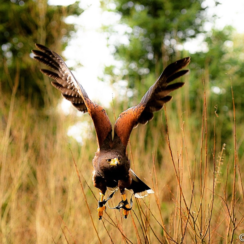 View Hawk in flight by Paul Dolan