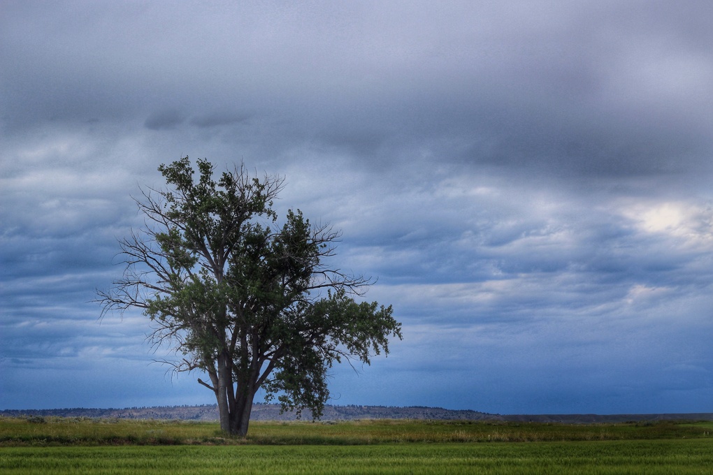 View Tree stands alone by John VanDusen