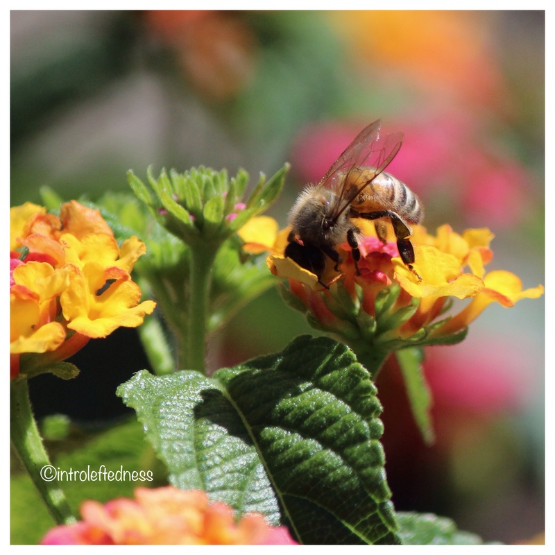 View Bee on Lantana by John VanDusen