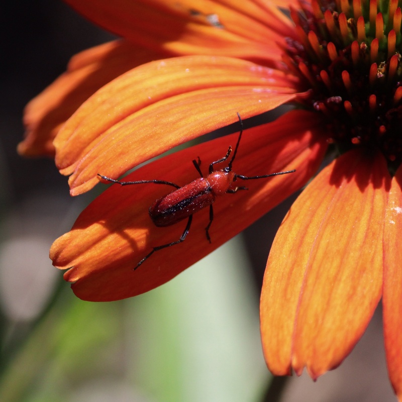 View Orange on orange by John VanDusen