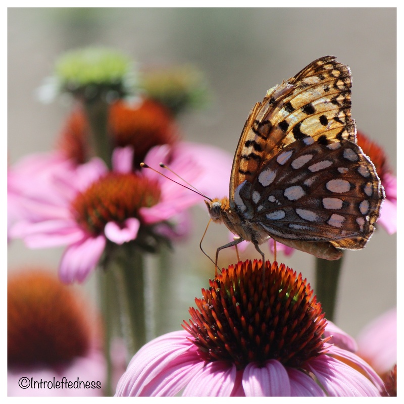 View Butterfly and flowers by John VanDusen